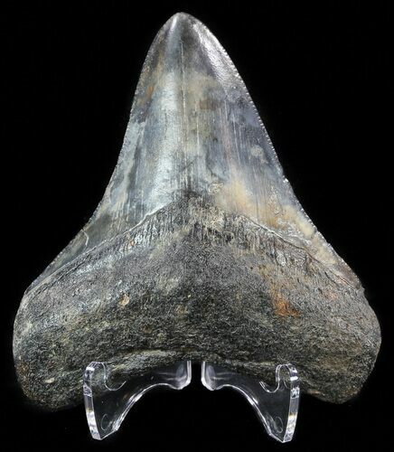 Colorful, Fossil Megalodon Tooth - South Carolina #50485